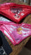 Nei Bandanas - Bandanas Pet Personalizadas