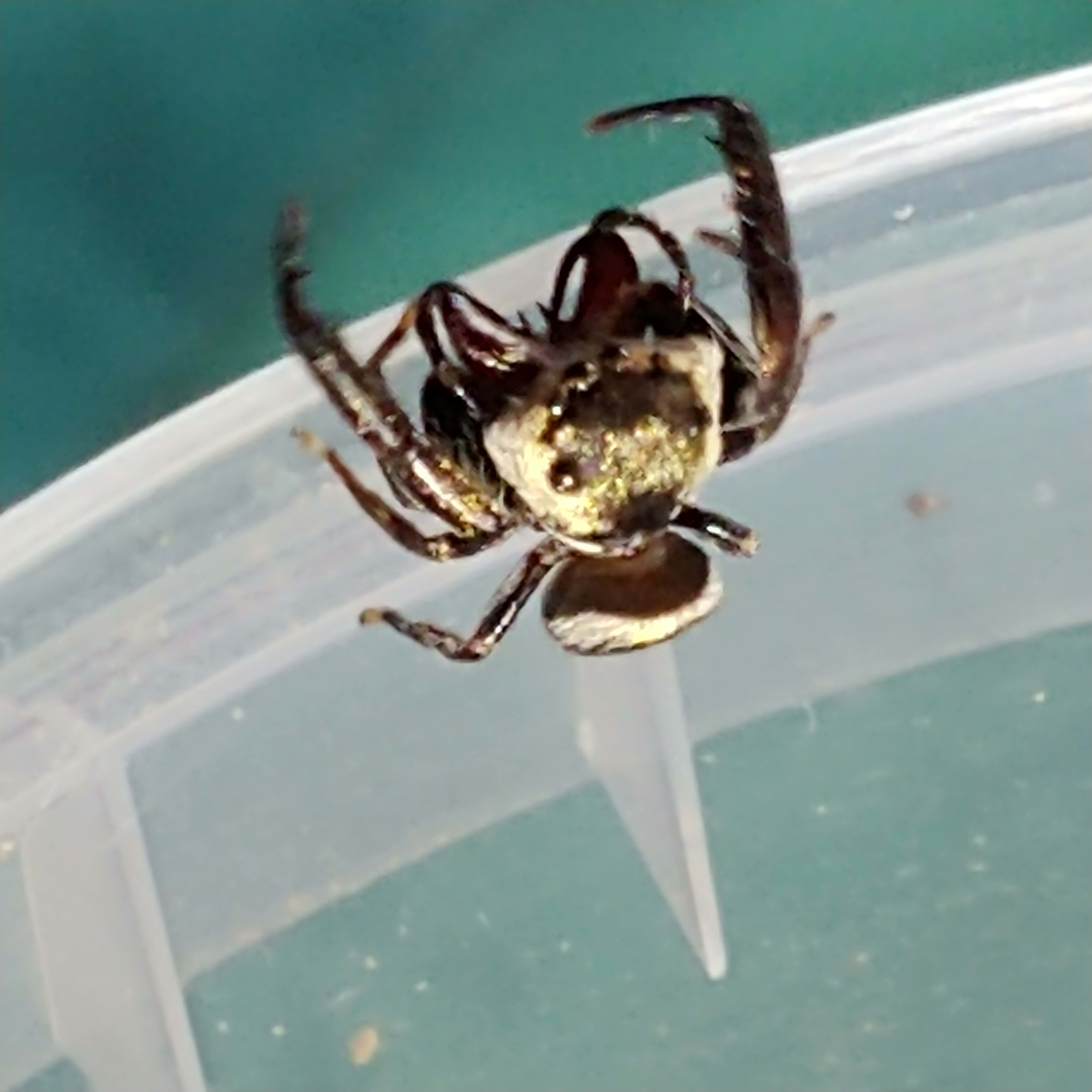 Ligurra Latidens Pet Royal Jumping Spiders Pet Breeder London