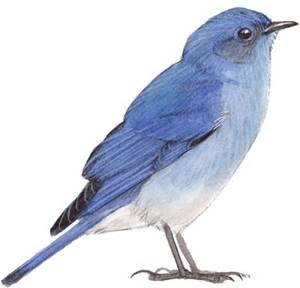 Bluebird CPTC