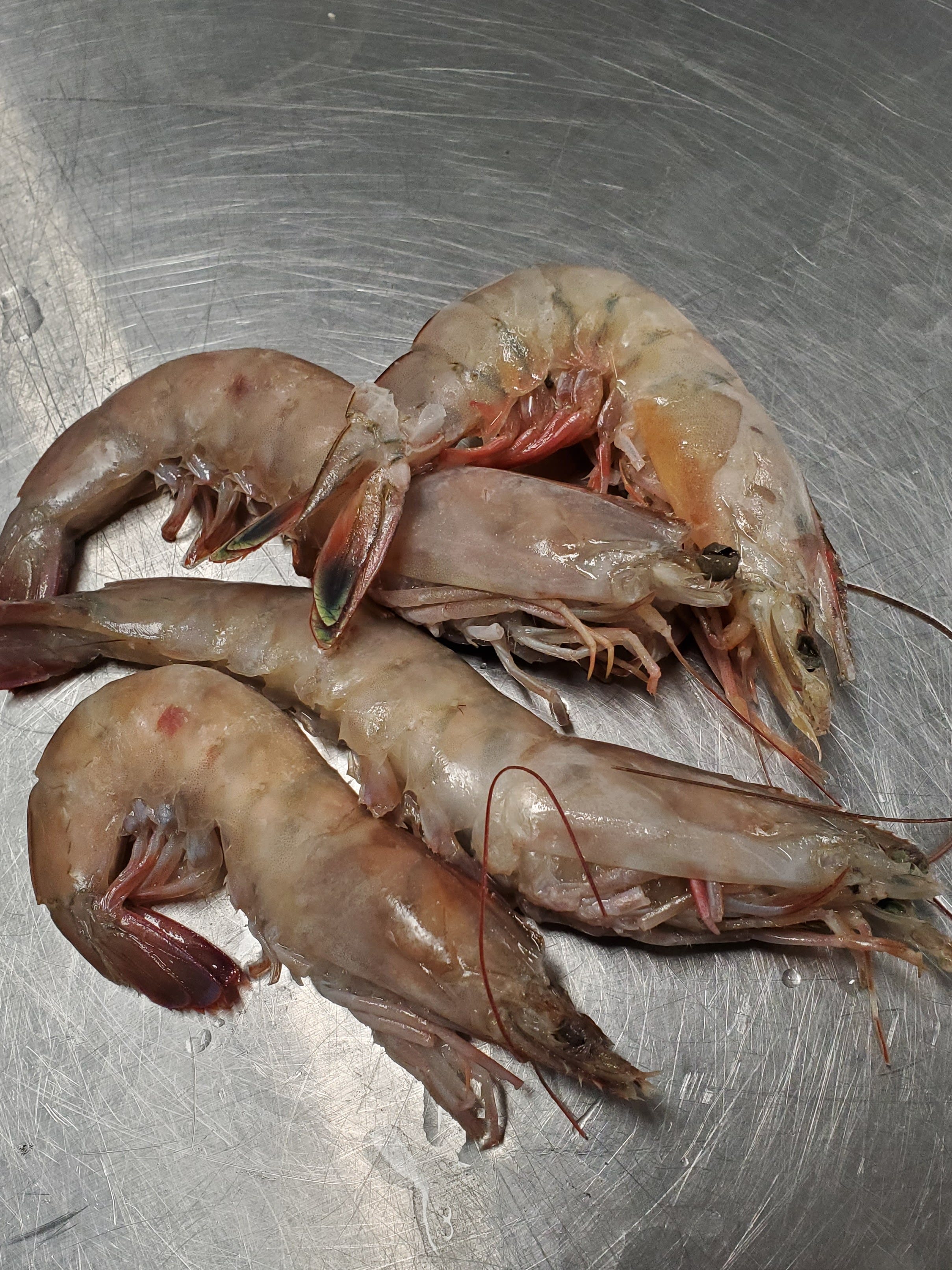 Head On Shrimp U 12 Shrimp Yochum Farm Produce Fishmonger Vincennes