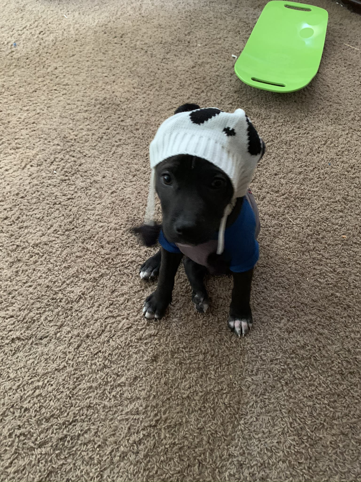 Our Products and Supplies Pet Store Flappy’s Bake House In Essexville