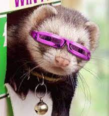 Cuddly Ferret