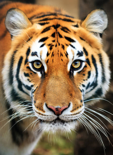 Ranthambore  National Park Safari