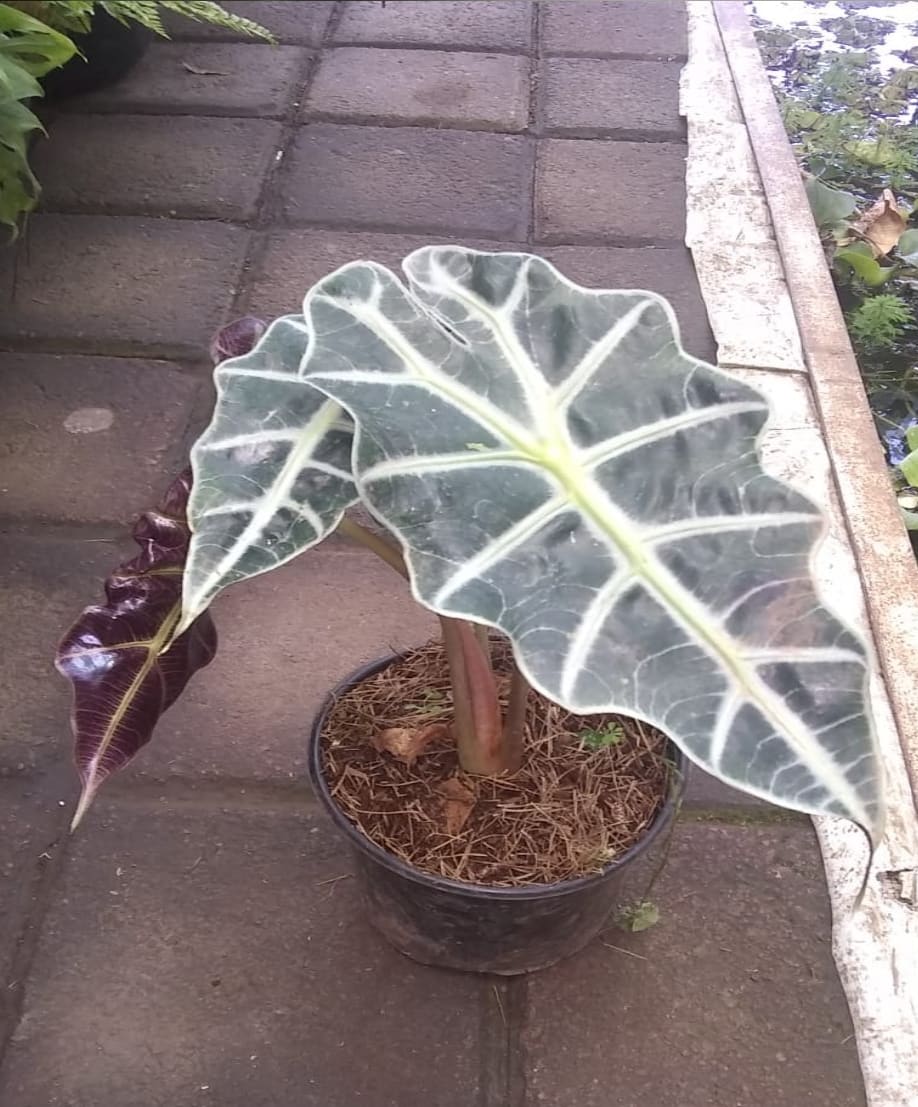 Alocasia Ala de Murcielago 6" Plantas para Sombra Viveros Mi