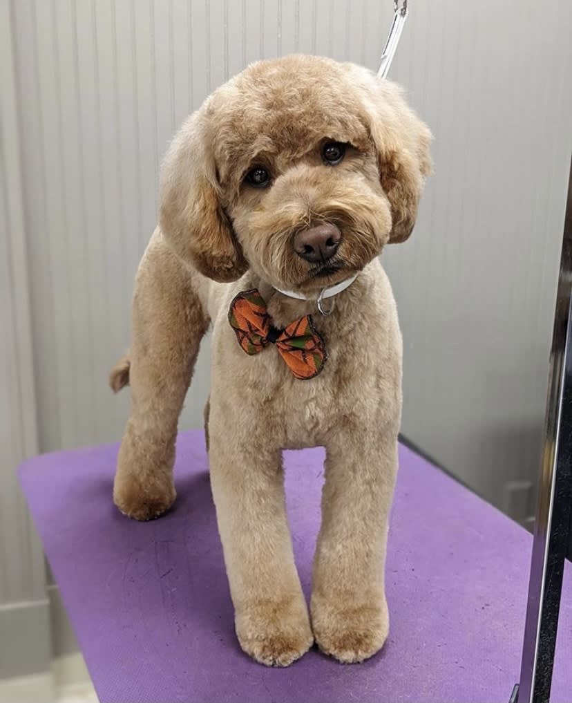 Shampooch Mobile Grooming Dog Groomer in Snellville, GA