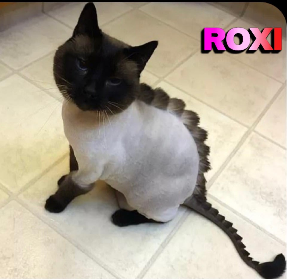 Cat Shave Down Cat grooming Shampooch Mobile Grooming Dog Groomer