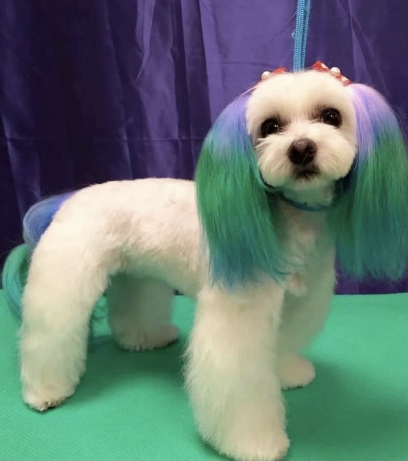 Dog grooming outlet dye