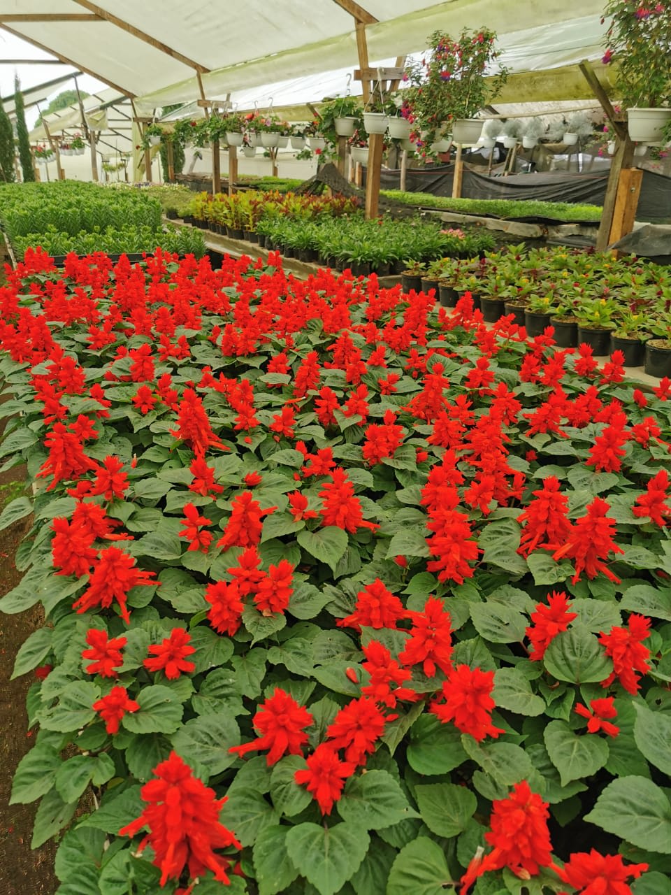 Liberal rojo - Plantas de Flor - Viveros de Colombia | Jardinero en Bogotá