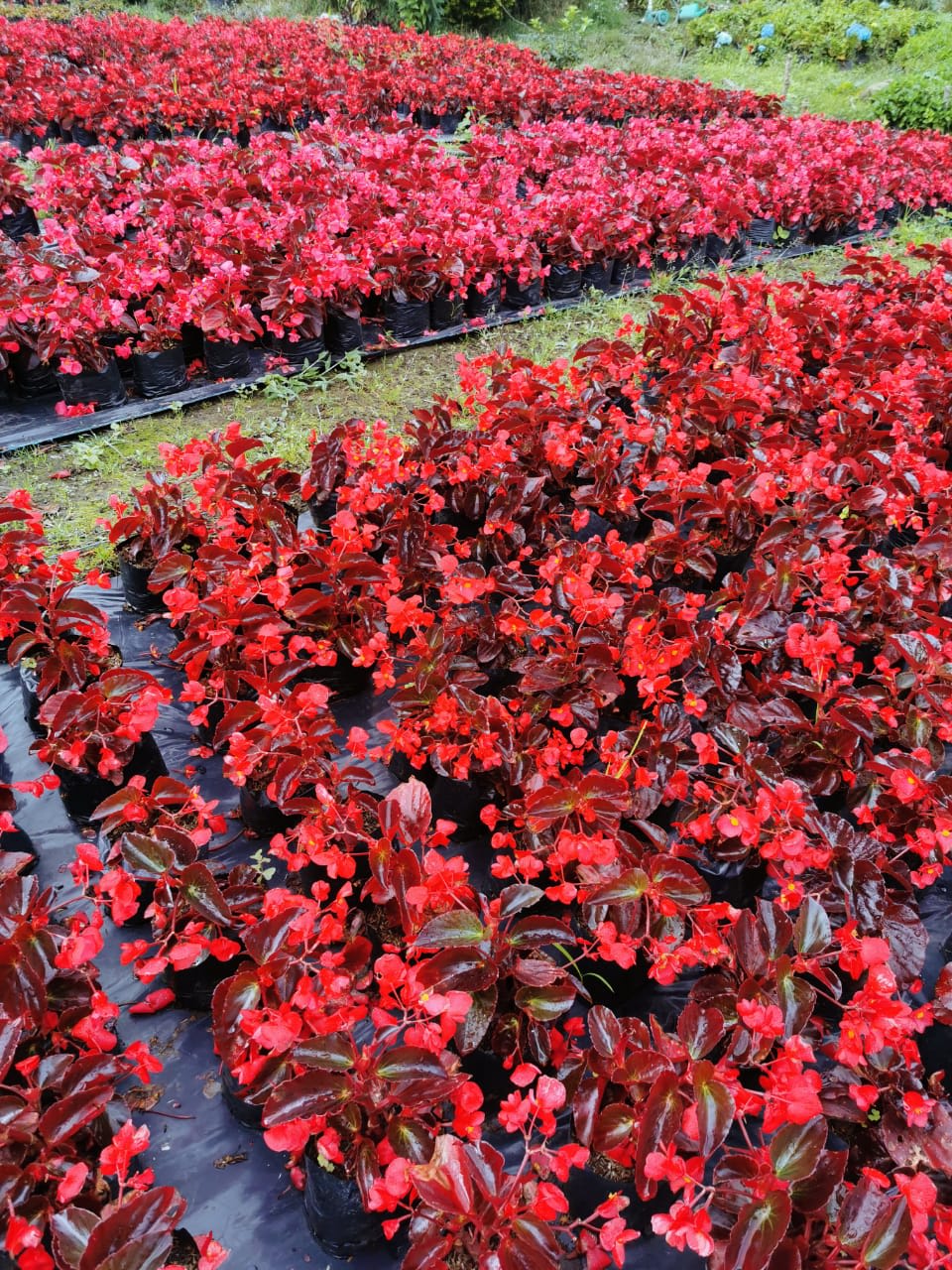Begonia Roja - Plantas de Flor - Viveros de Colombia | Jardinero en Bogotá