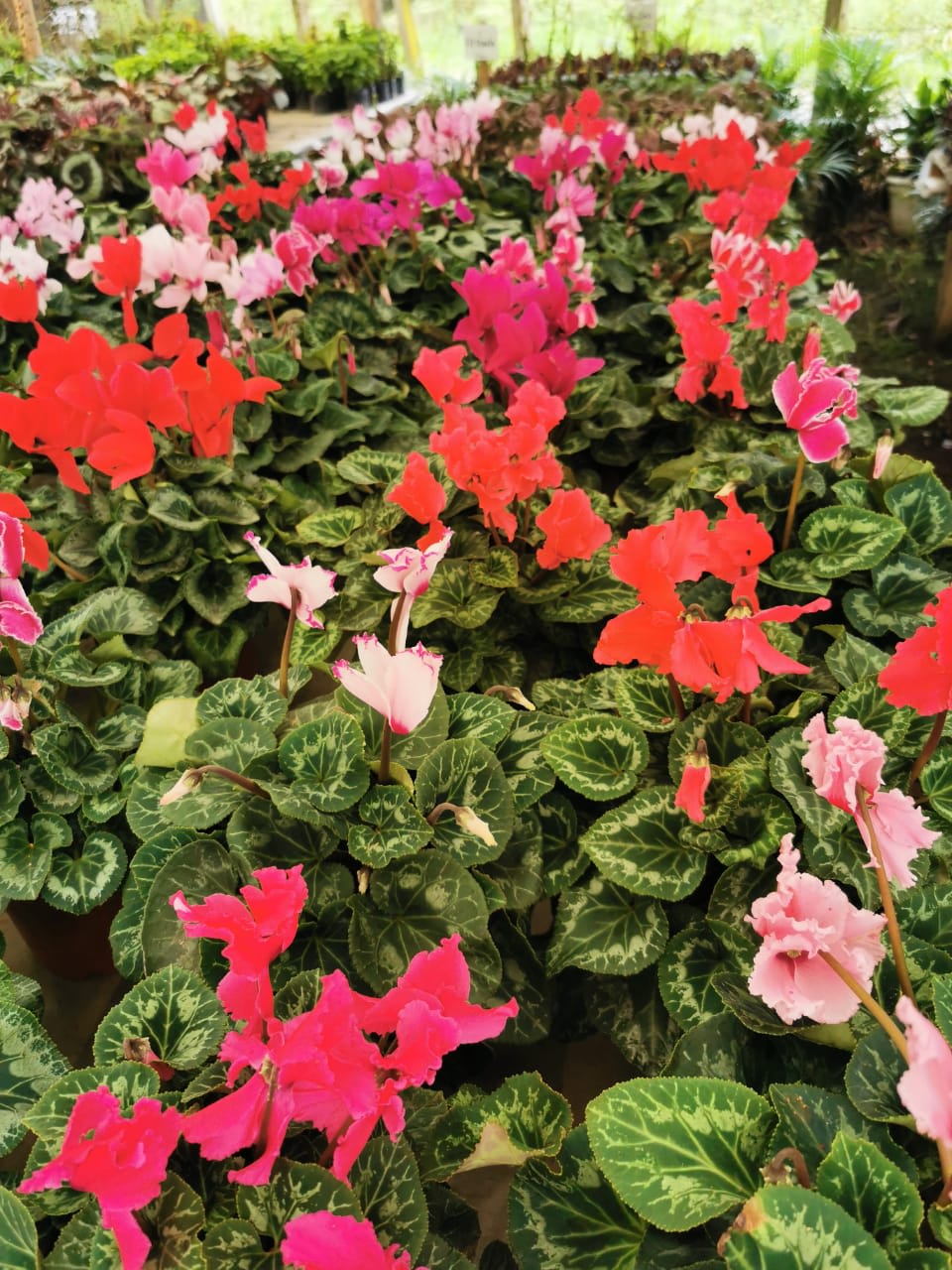 Violeta de los Alpes - Plantas de Flor - Viveros de Colombia | Jardinero en  Bogotá