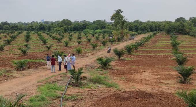 Sandalwood Farming Project Report, Cost and Profit | Agri Farming