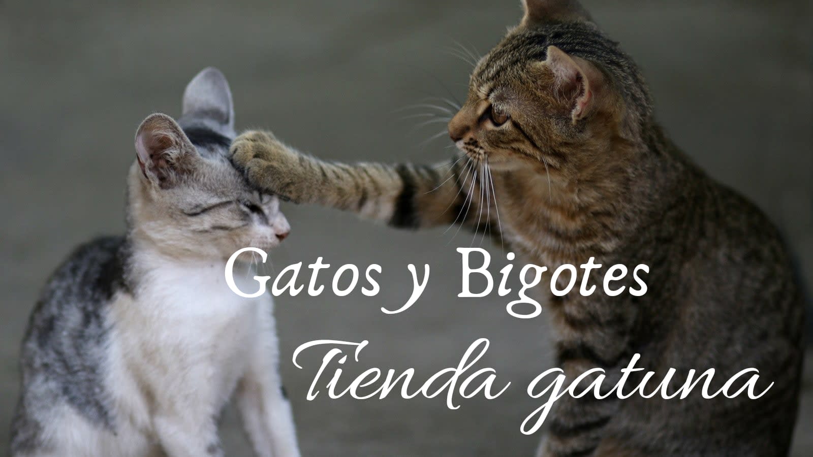 Gatos y Bigotes