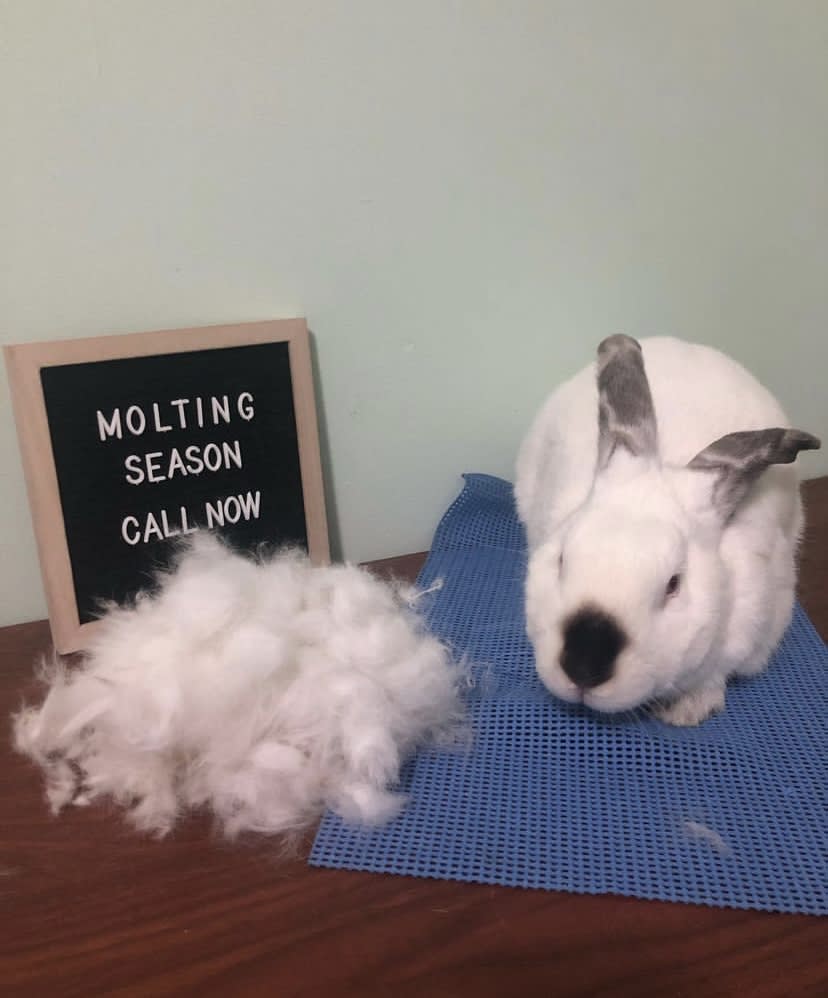 rabbit grooming stuffed animal