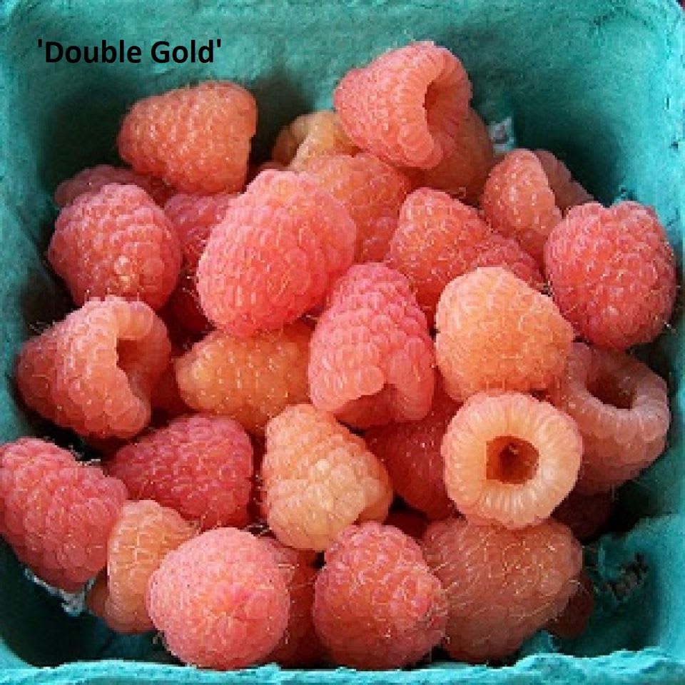 Raspberry - Gold/Yellow - 'Double Gold', 2-yr Fruiting Size, image size:960x960