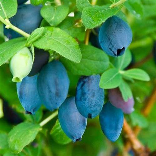 Honeyberry 'Tana' 2 YR Old Berry Plants for Sale Lush Grove