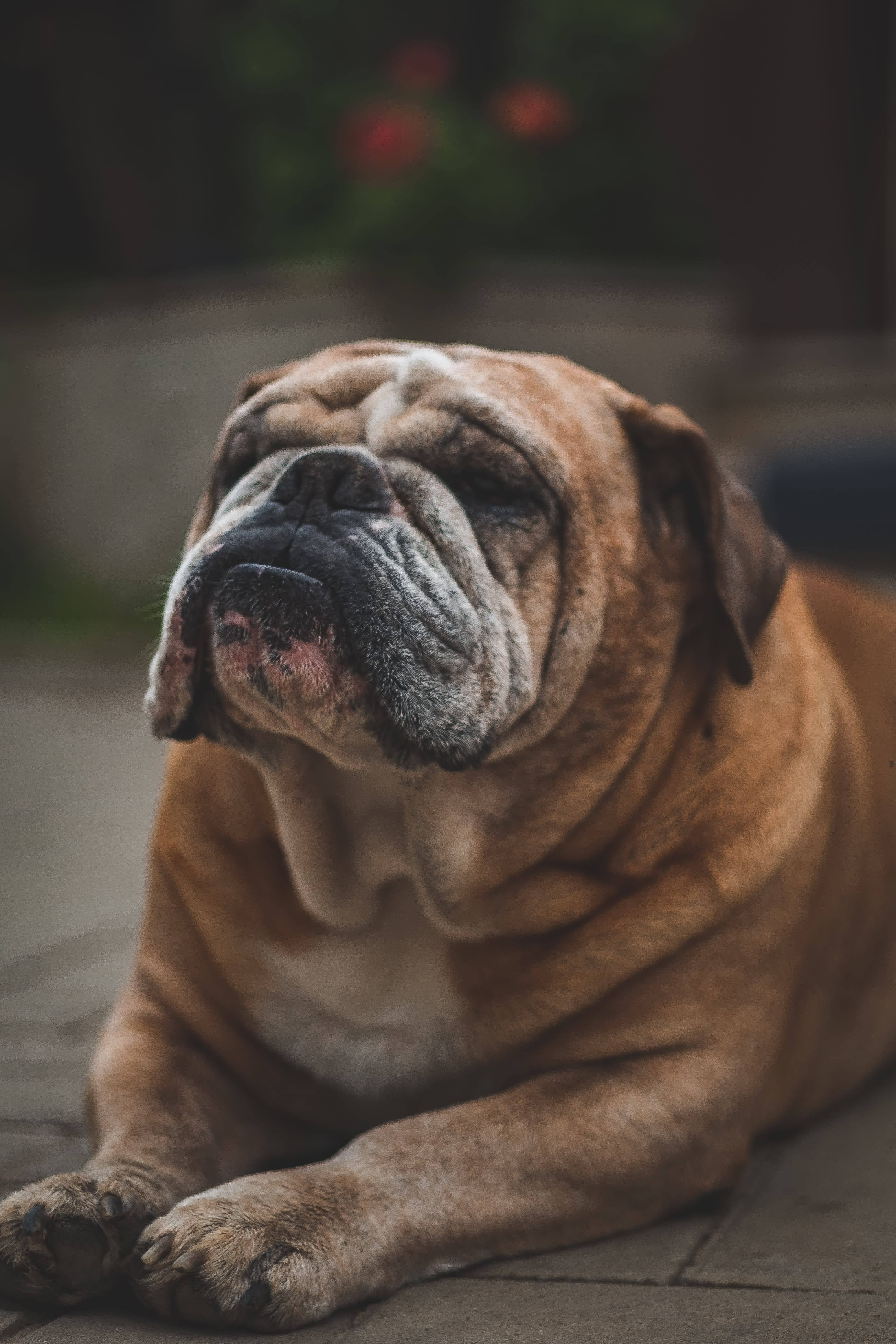 British bulldog, bull, cute, dogs, love, pet, puppy, HD phone wallpaper |  Peakpx