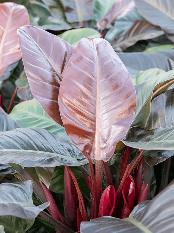 PHILODENDRON IMPERIAL - Large House Plants - Garden Plants | Garden Designers in