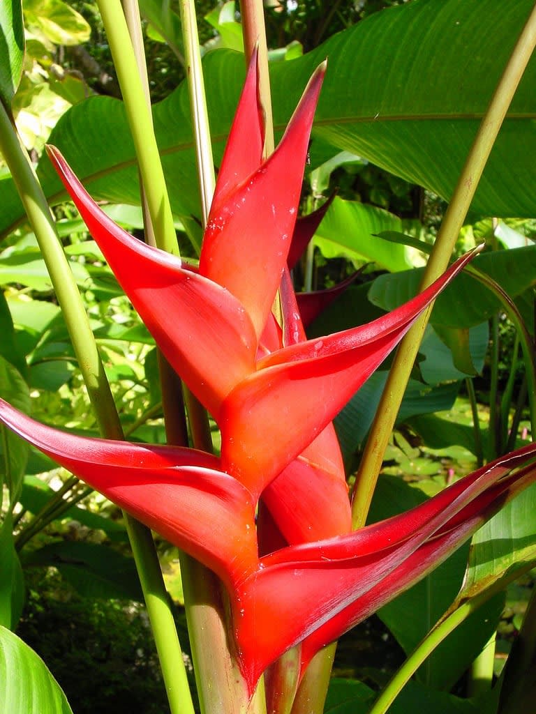 Heliconia Stricta Dwarf Jamaican | ubicaciondepersonas.cdmx.gob.mx