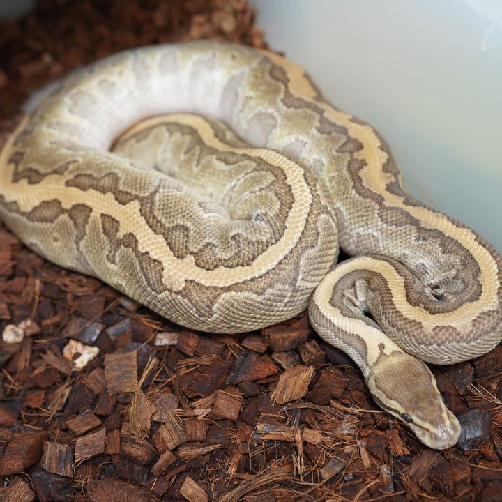 axanthic killer clown ball python