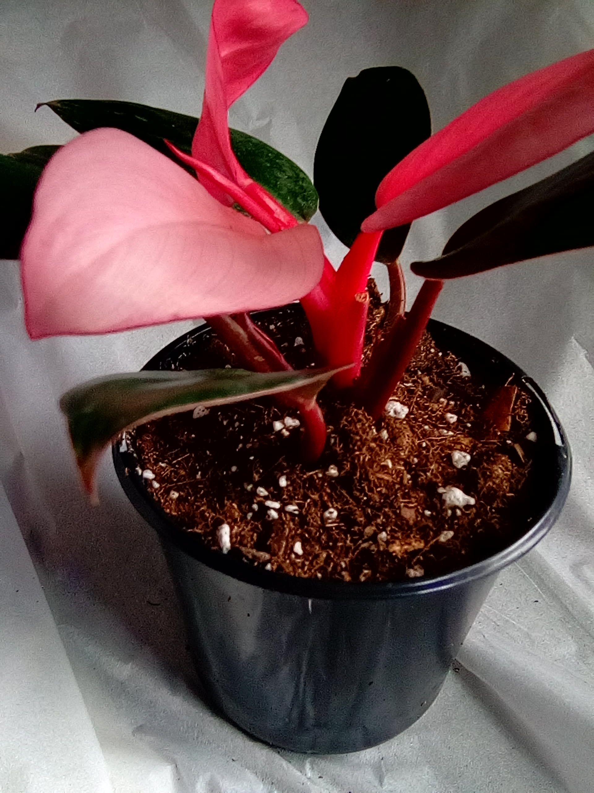 Philodendron 'Brasil' - Plants - Pita's Garden One | Rare and Tropical  Plants in Oak Grove
