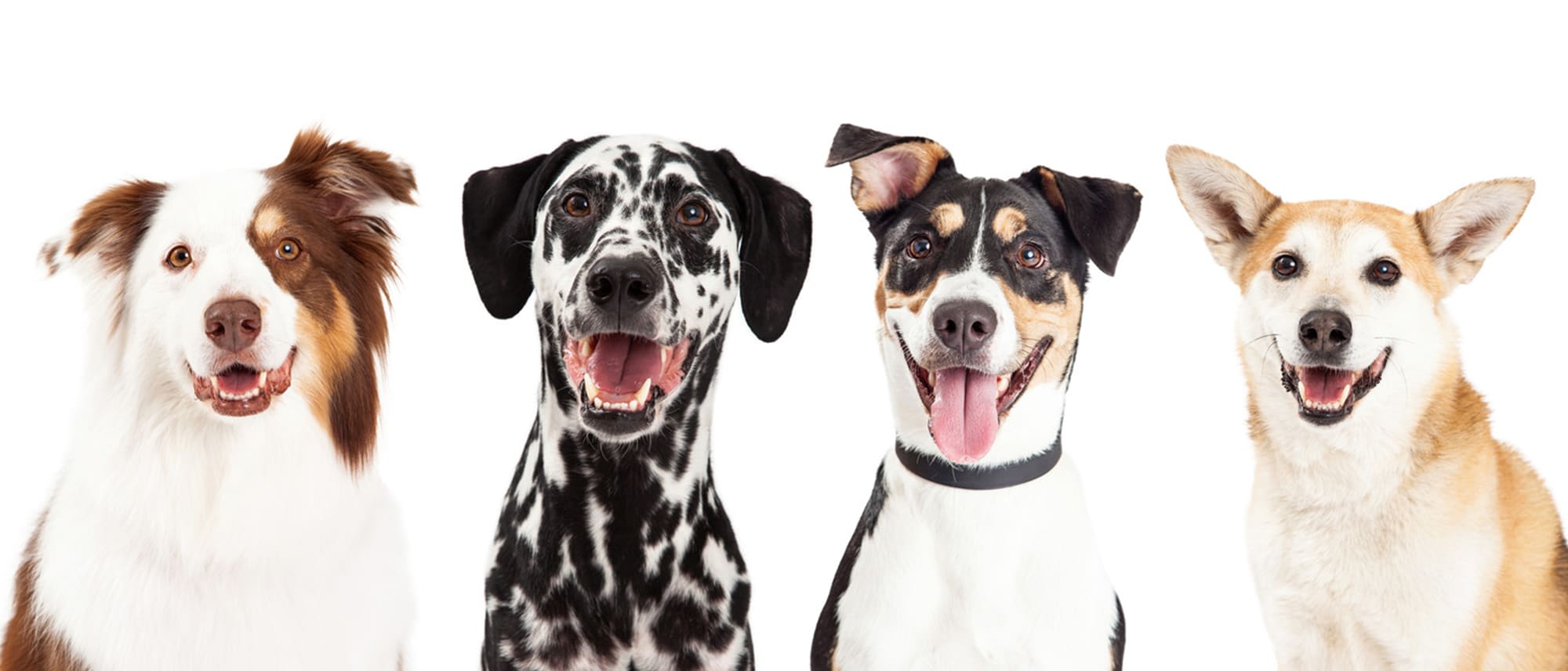 Full Groom – 'The Full Mutty' Dog Grooming, Mobile and HQ Ruff Mutt  Mobile Dog Groomer in Northampton