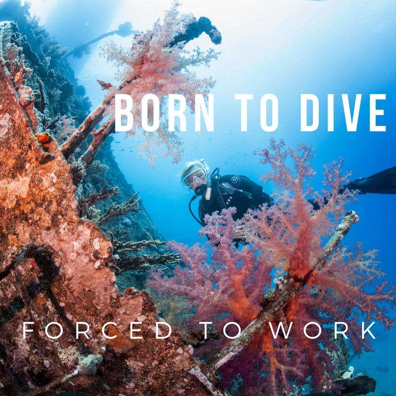 Top 9 Scuba Diving Jobs BLOG Blue Monkey Divers LLC SCUBA Lessons