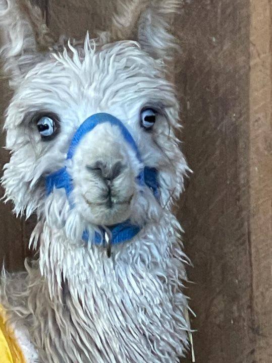 Americans Are Serving Alpaca for Dinner, Smart News