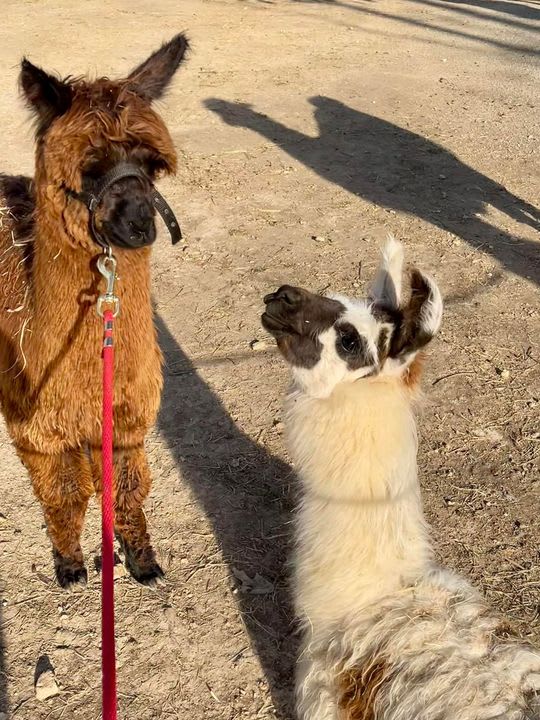 Americans Are Serving Alpaca for Dinner, Smart News