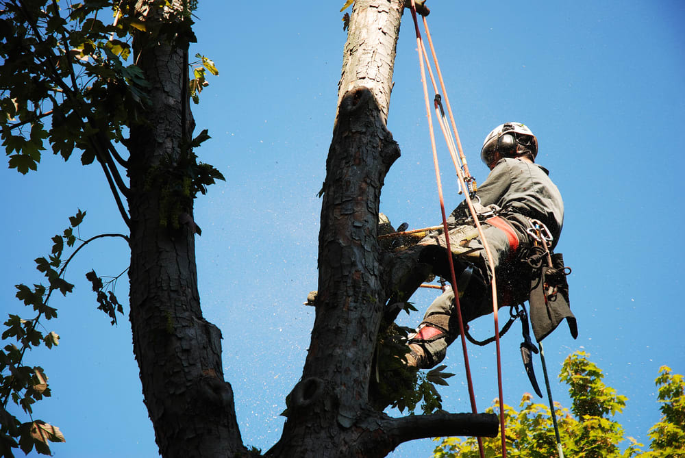 Ear Tree Service Houston