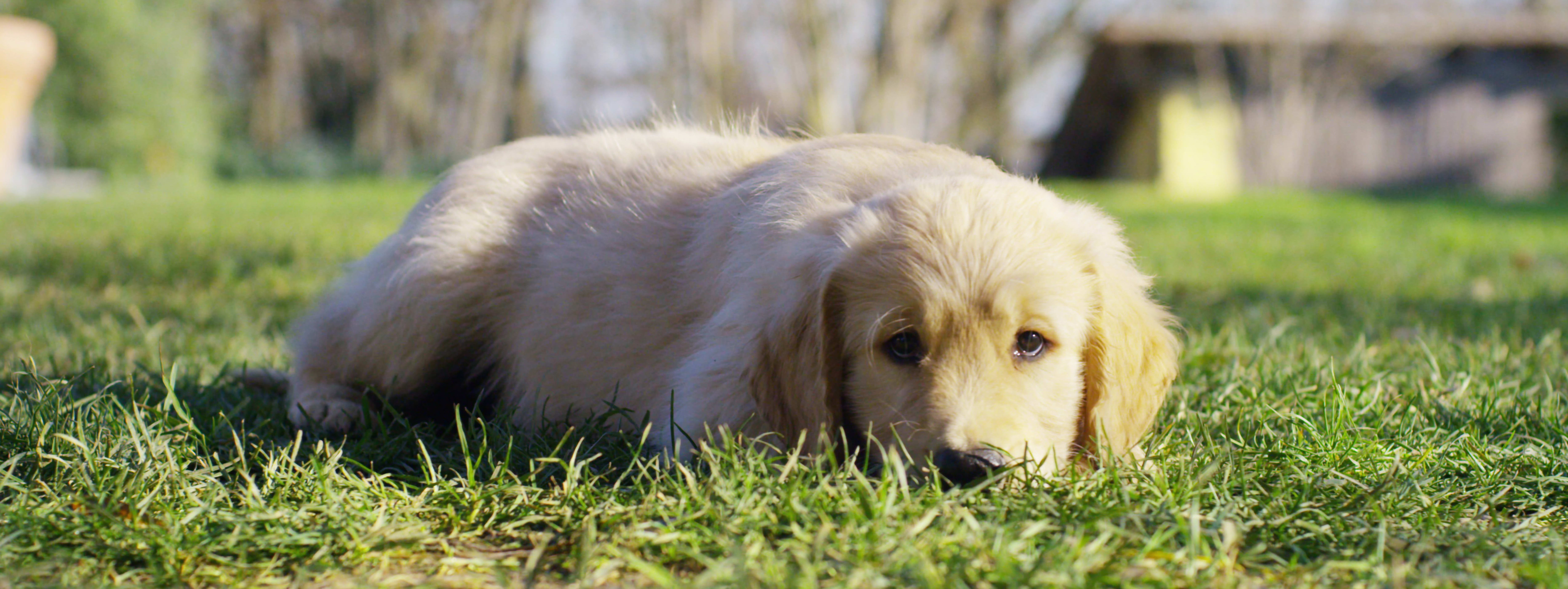 Berkshire Pet Pals, LLC