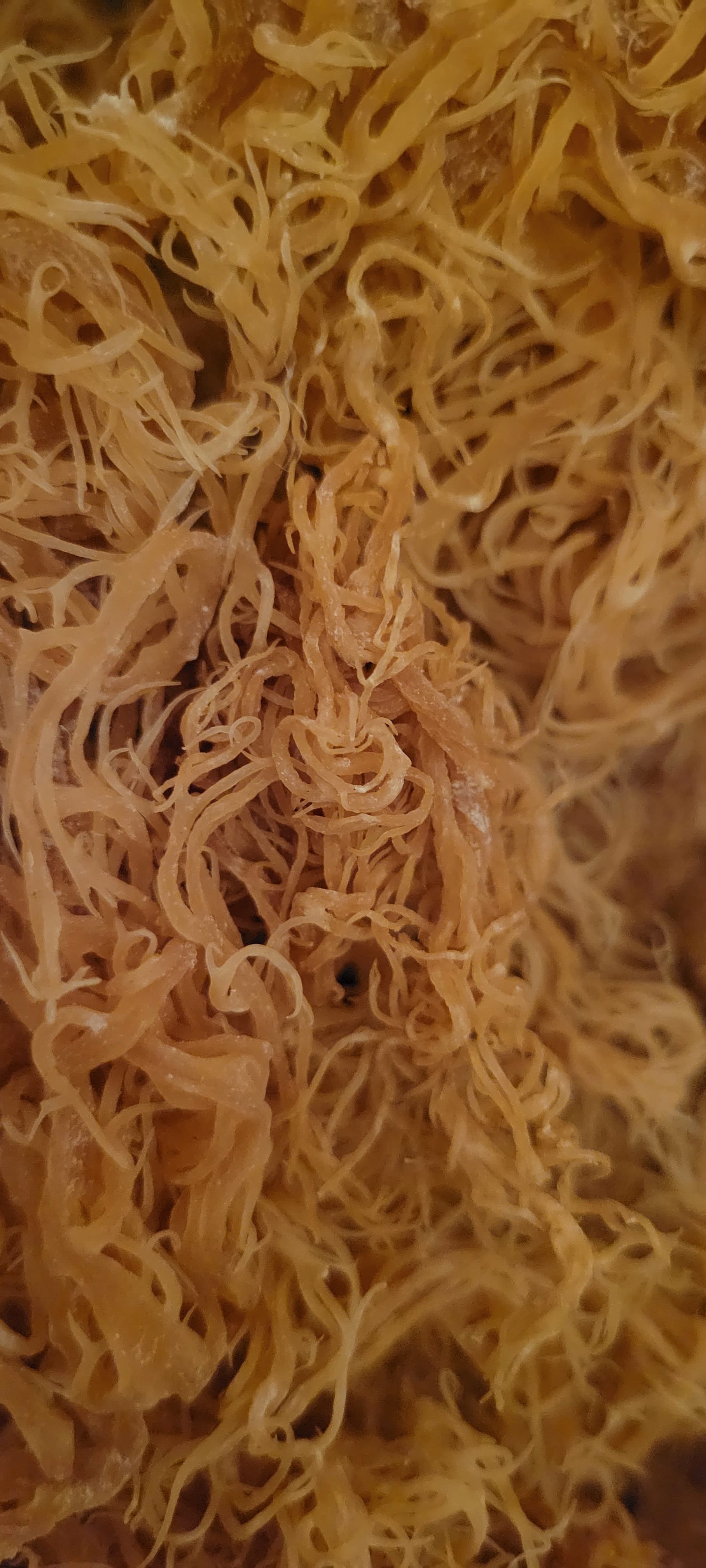 Cleanse & Thrive Enterprise Sea Moss Store in Capitol Heights, MD