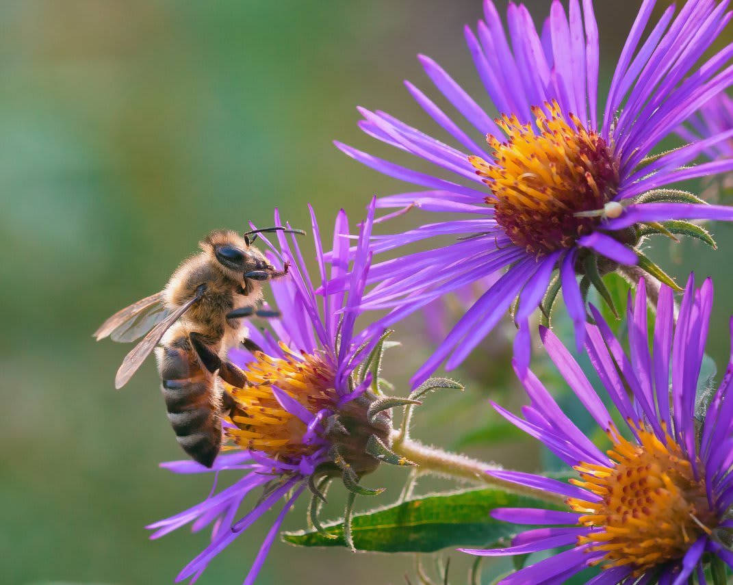 Aster Honey Honey MJD Apiary Bee Farm in Milwaukee