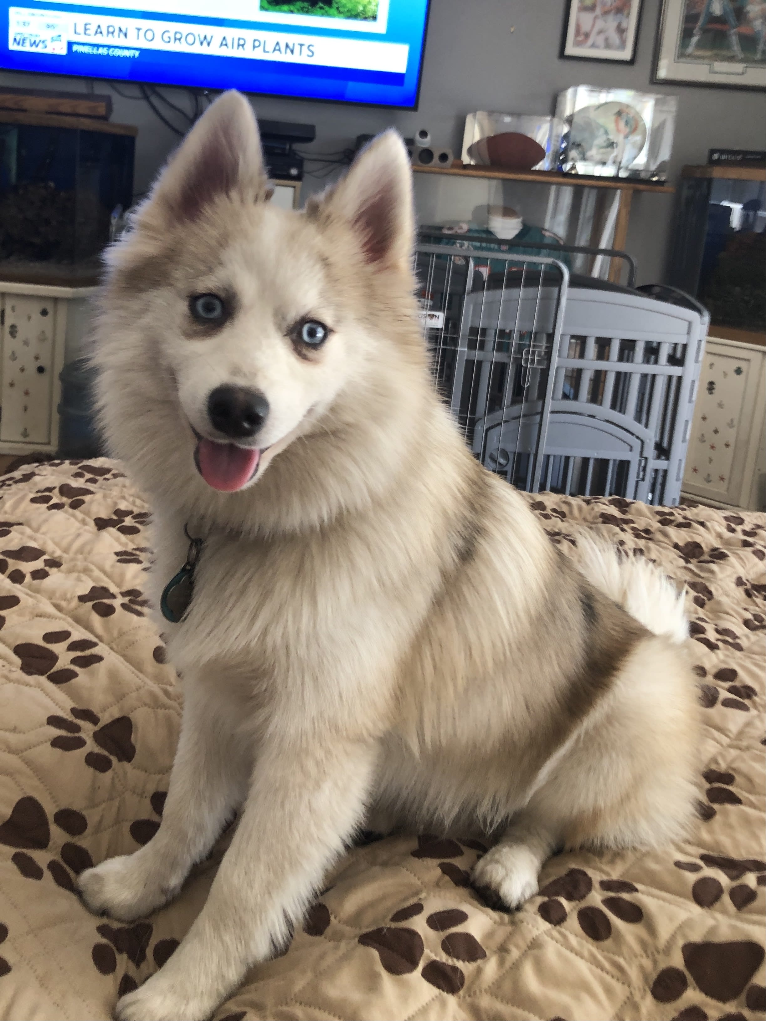 Siberian Husky Blonde Pomsky Osha Armani Litter Meet The Team PDQ