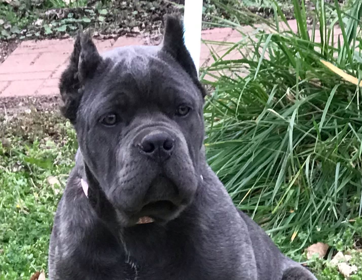 The Cane Corso Breed: A Great Dog for a Life of Solitude - PetHelpful