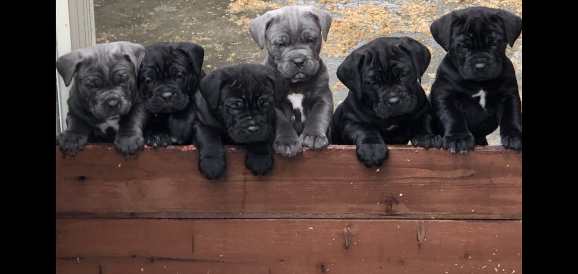 Jasstime Cane Corso - Cane Corso Breeder in Perris