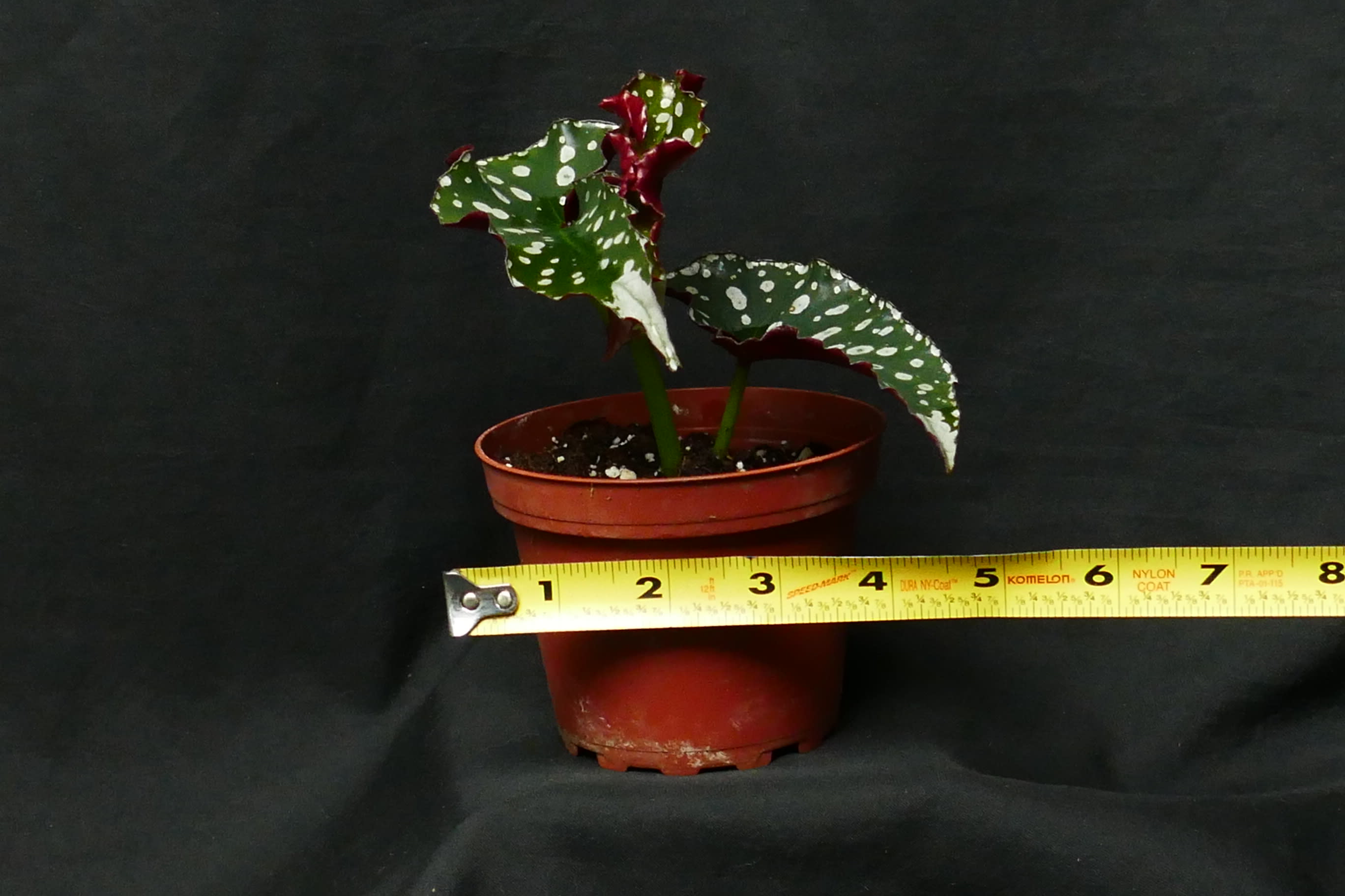 Anthurium ceronii Live Plant Aroid 4" Pot - Anthuriums - Epic Tropics &  Exotics LLC | Plant Store in Center Hill