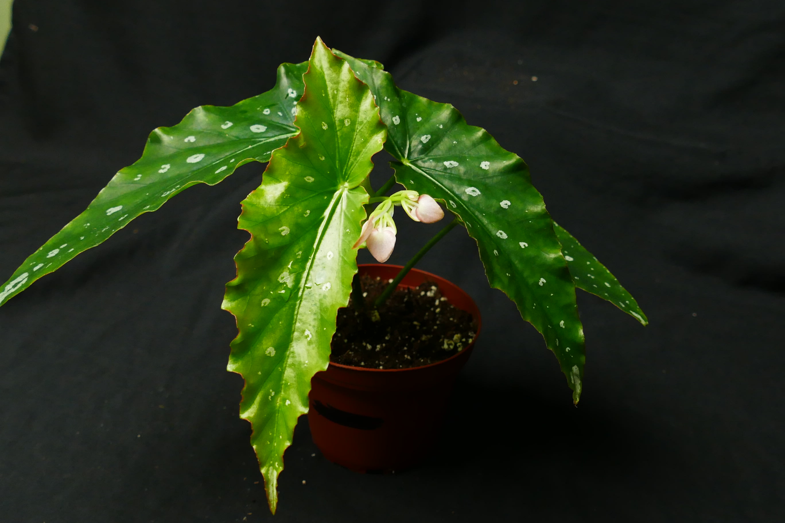 Anthurium ceronii Live Plant Aroid 4" Pot - Anthuriums - Epic Tropics &  Exotics LLC | Plant Store in Center Hill