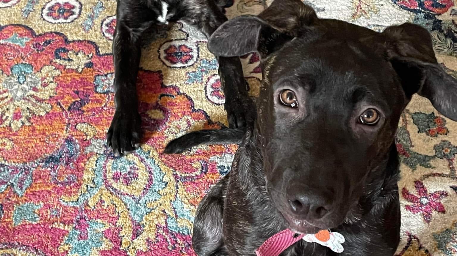 Raw Doggy Food and Treats Dog Food & Treat Maker in Charlotte