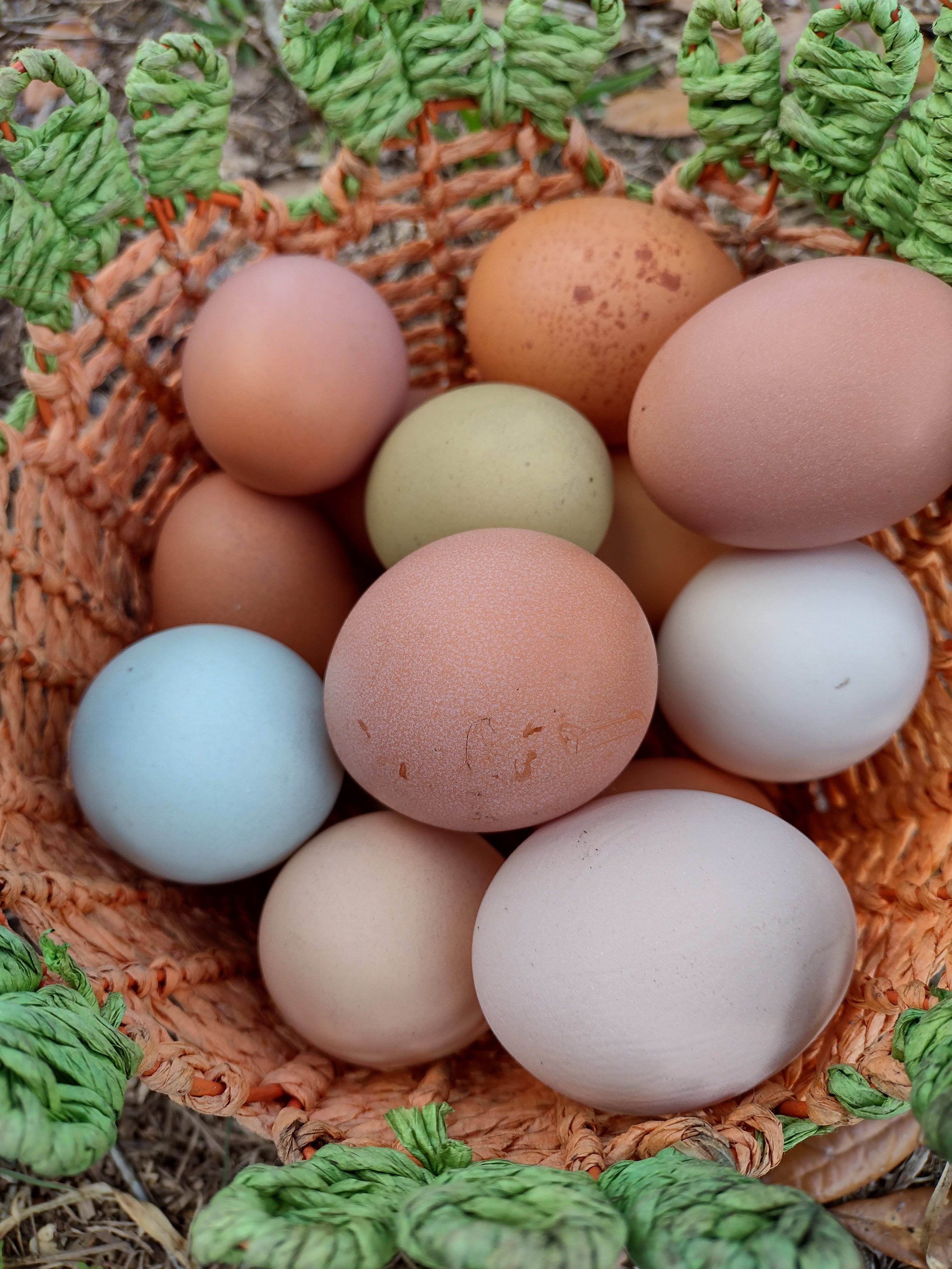 Lilly's Eggs - Brown, Heirloom & Green Eggs from Fillmore, CA