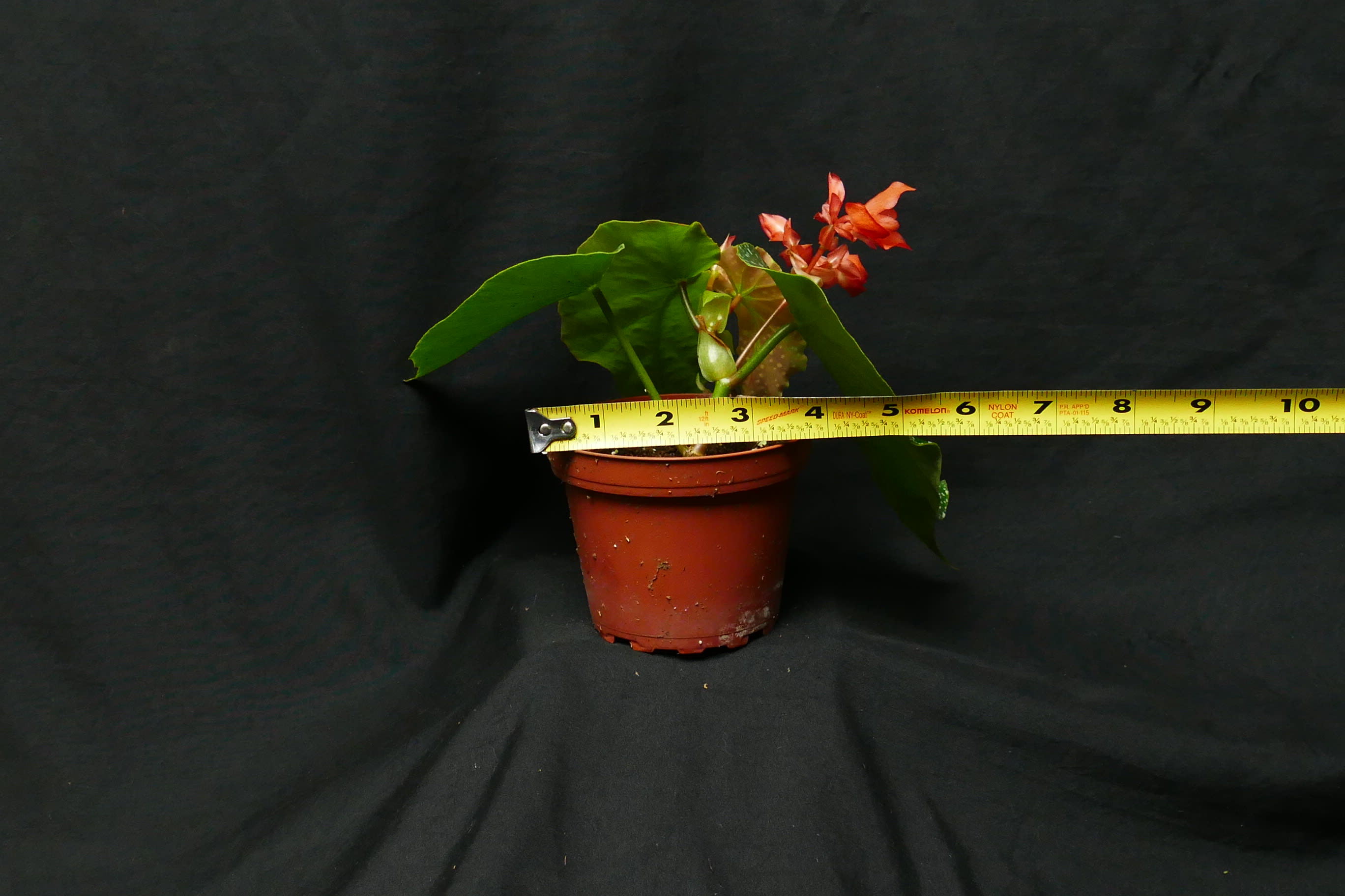 Anthurium decurrens 4" Pot - Anthuriums - Epic Tropics & Exotics LLC |  Plant Store in Center Hill