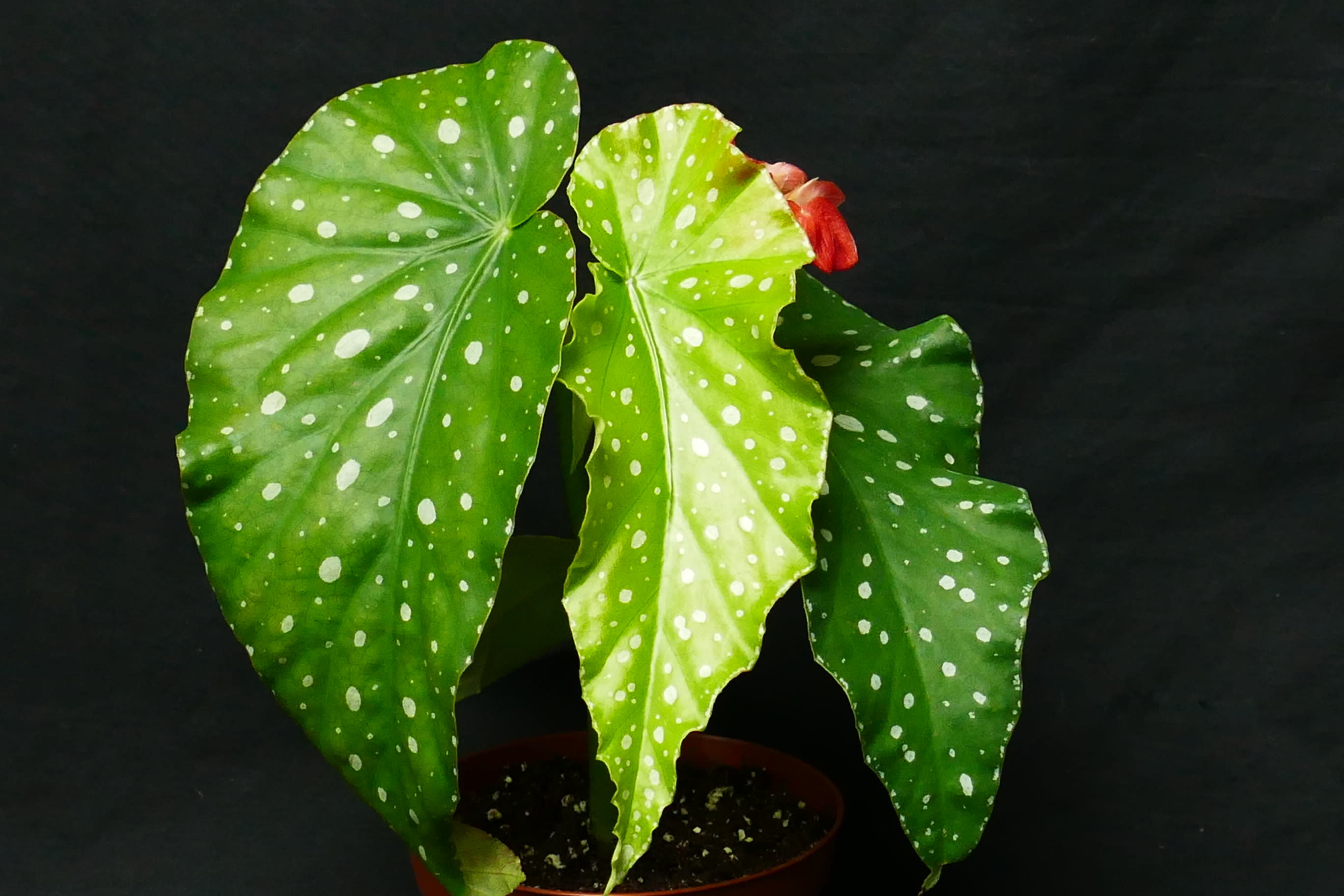 Anthurium forgetii x magnificum x besseae aff 4" Pot - Anthuriums - Epic  Tropics & Exotics LLC | Plant Store in Center Hill