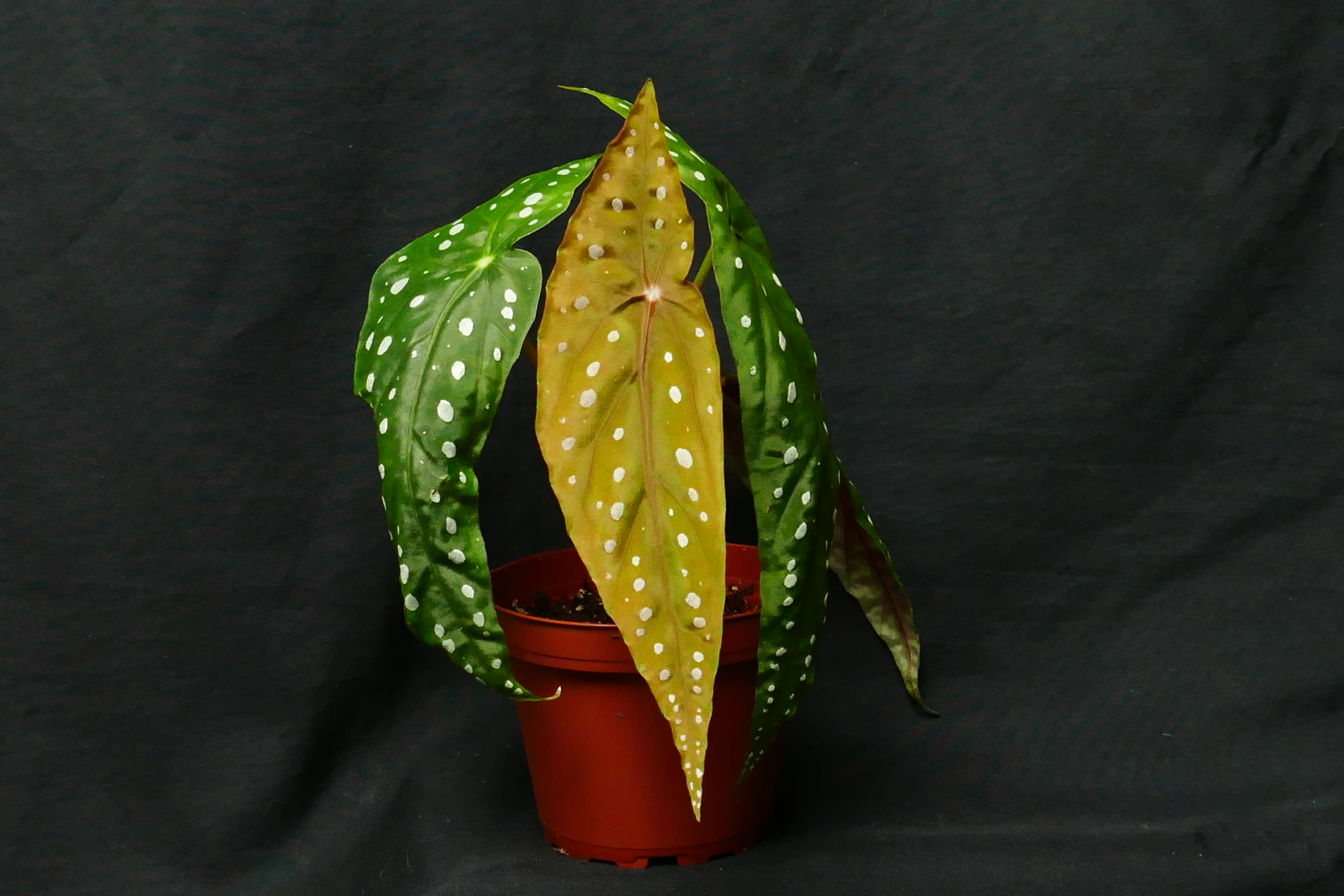 Anthurium forgetii x magnificum x besseae aff 4" Pot - Anthuriums - Epic  Tropics & Exotics LLC | Plant Store in Center Hill