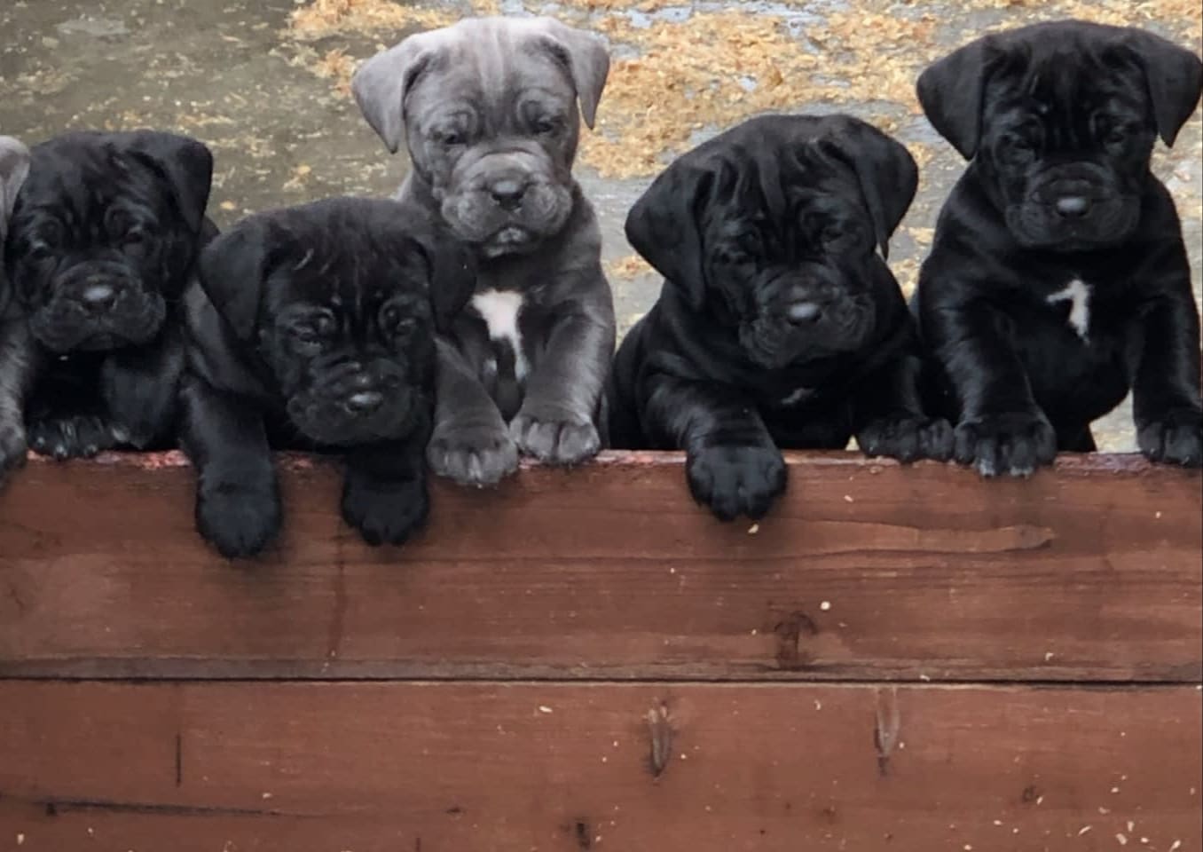 Diaz Cane Corso - Cane Corso Breeder, Cane Corso Puppies for Sale