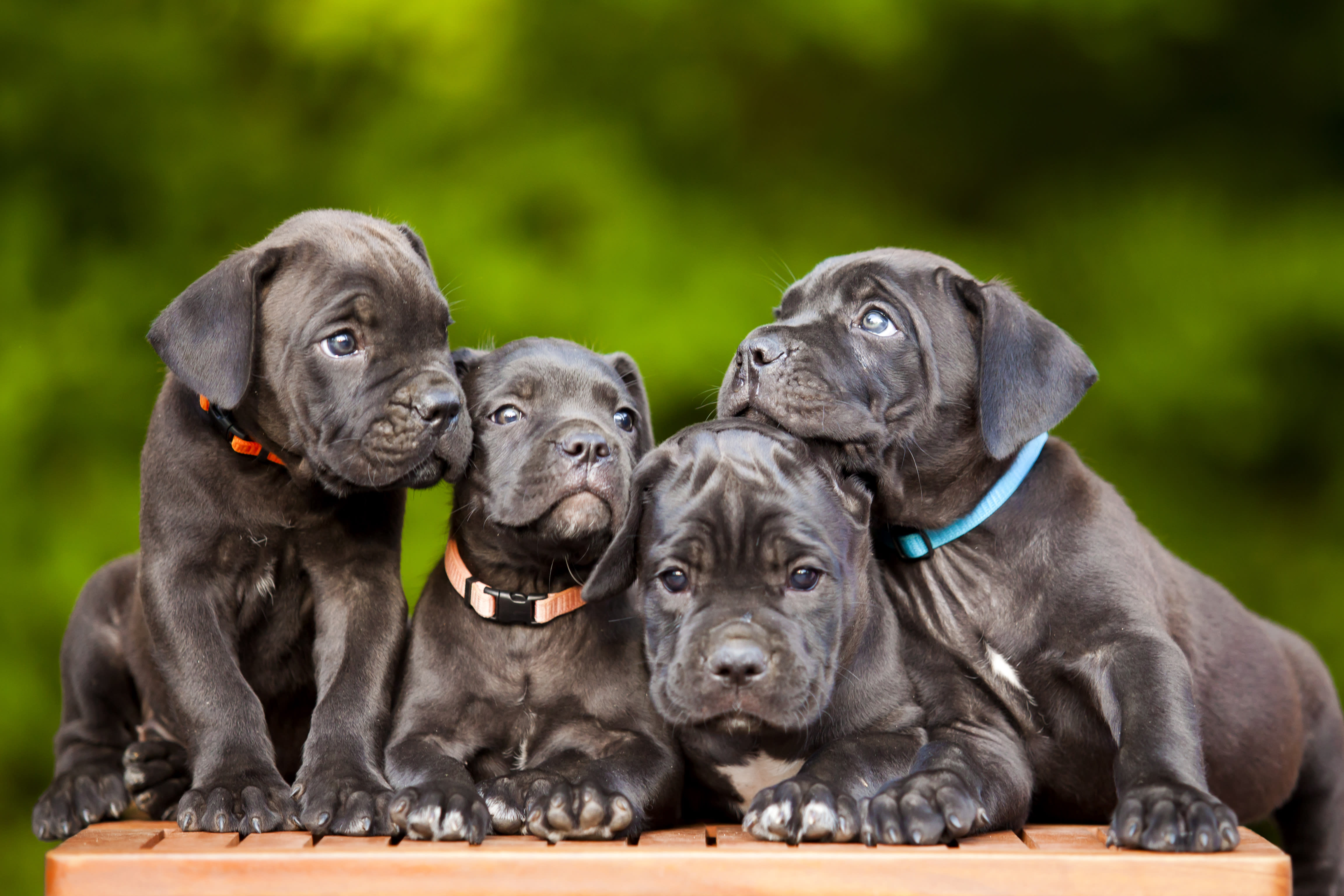 Cane corso stud sales service