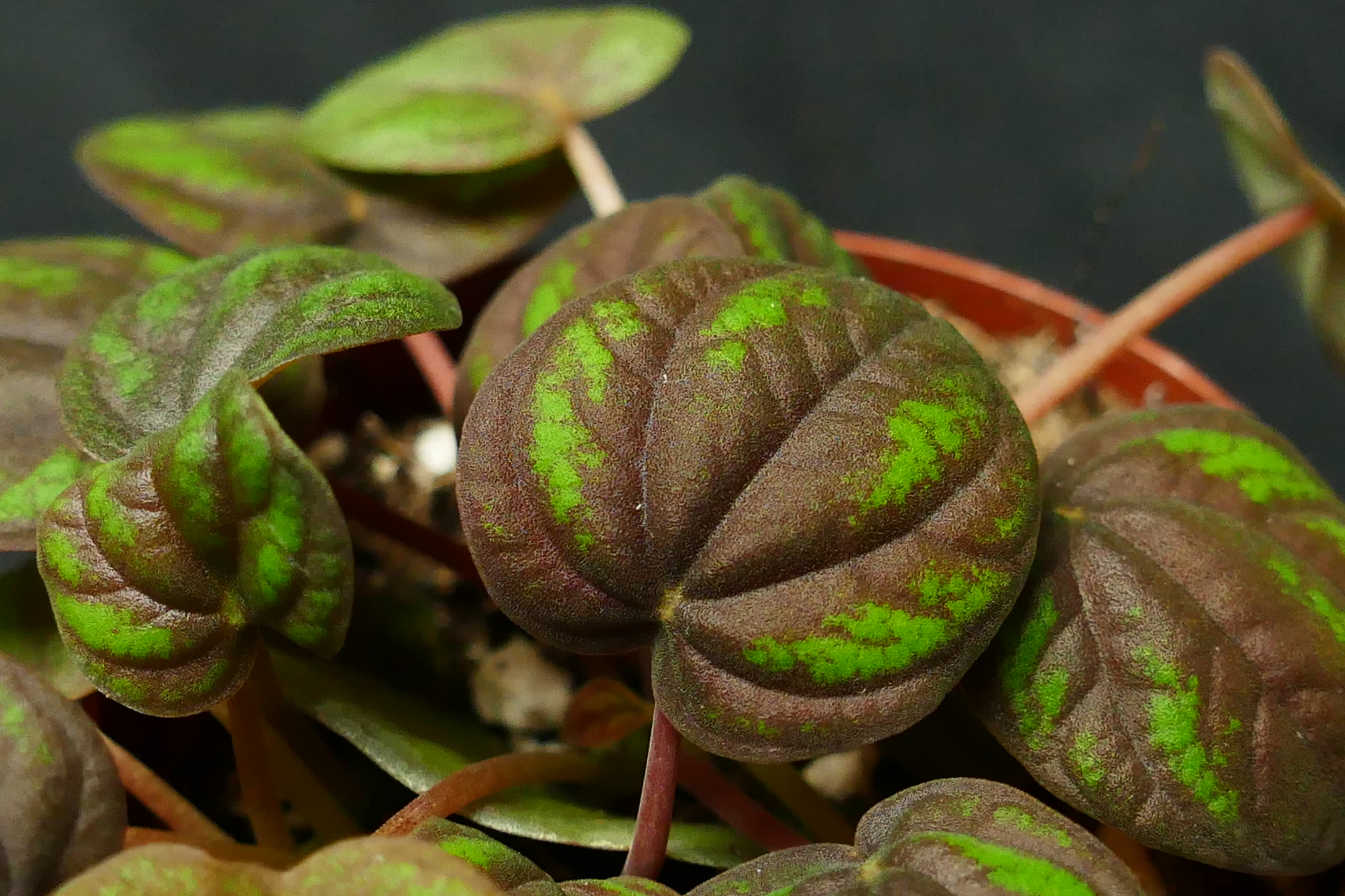 Peperomia species 