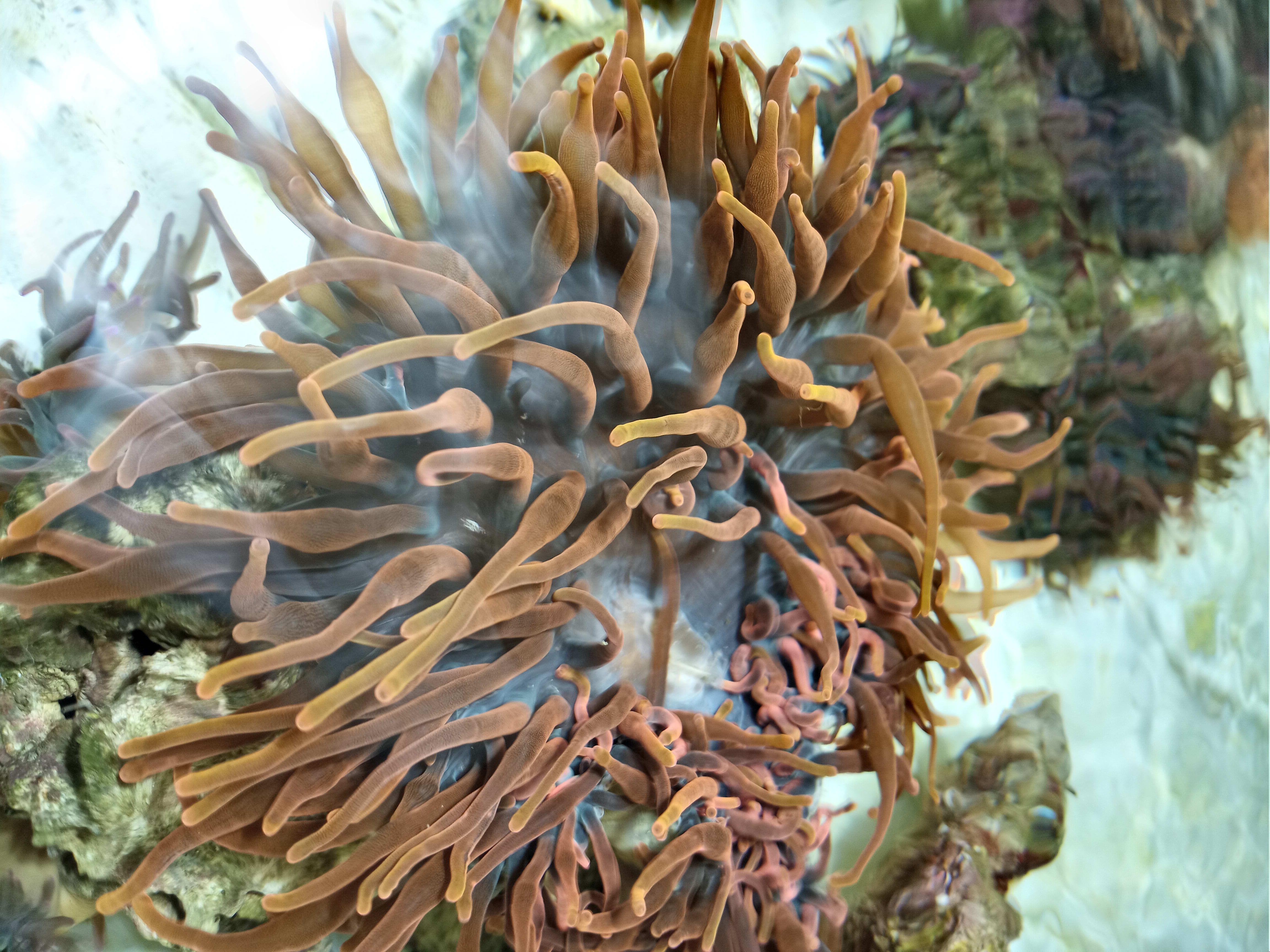 Acid wash,speckled, pink tip - Anemones - FinnFishy | Coral