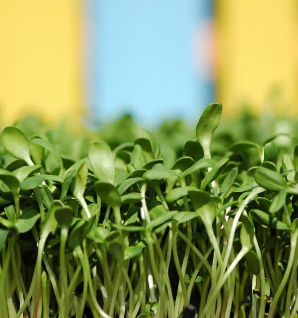 Organic Sunflower Microgreen Shoots Local Organic Microgreens