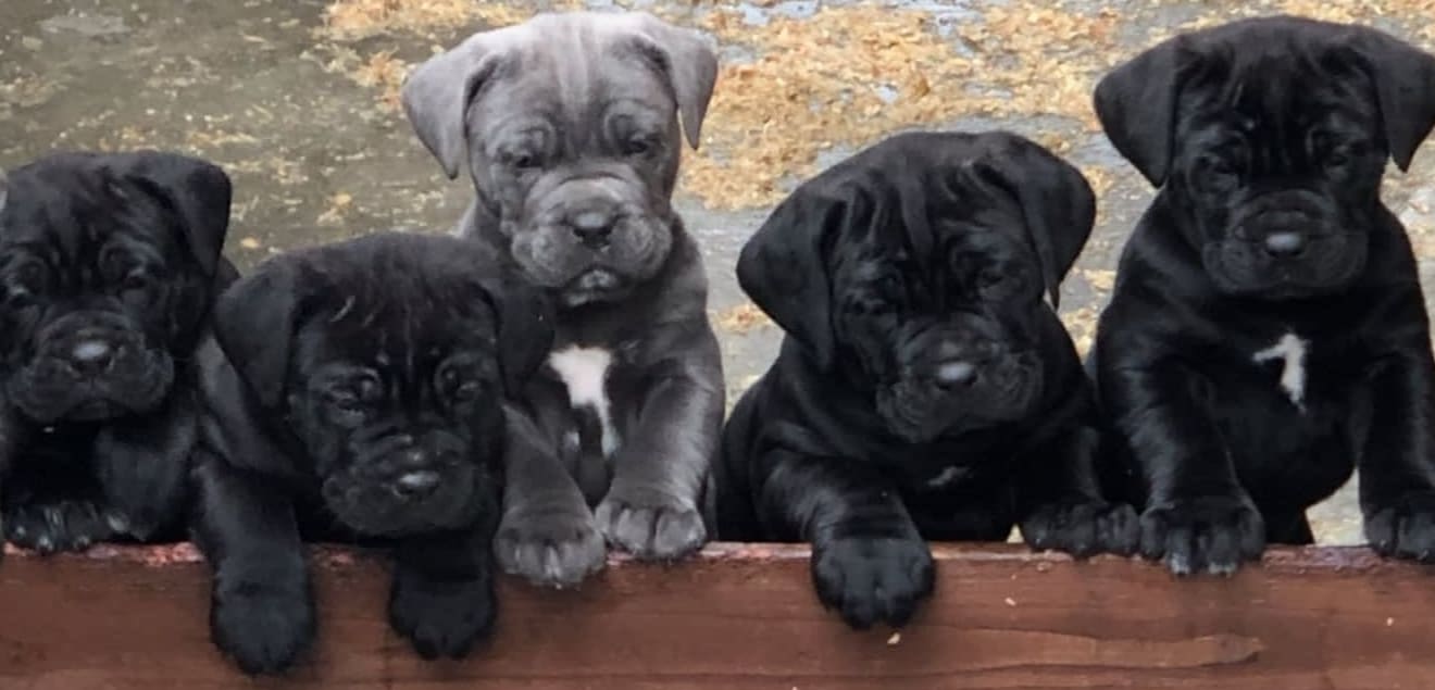 Diaz best sale cane corso