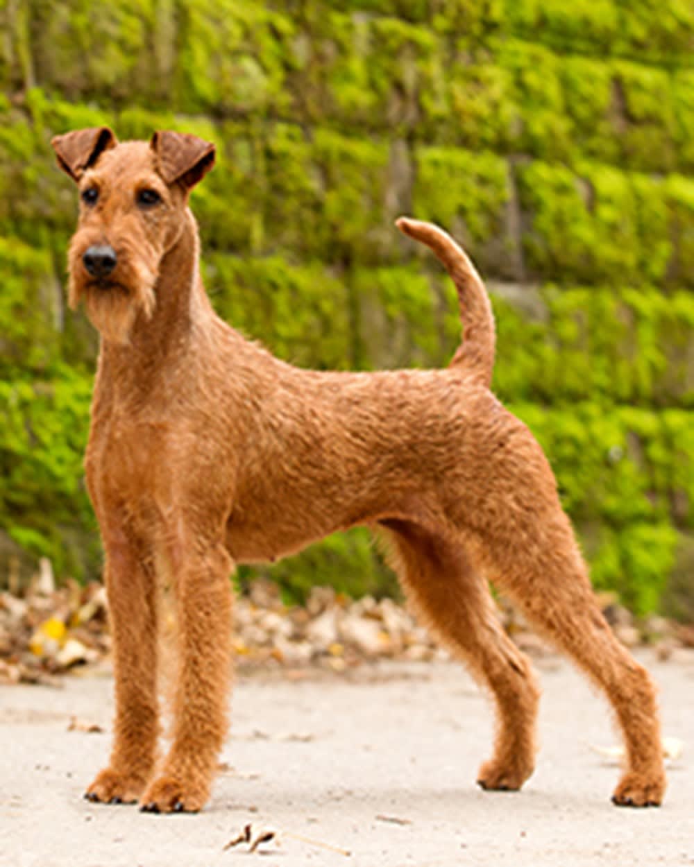 Haircut Irish Terrier Hand Stripping Haircut Irish Terrier Grooming Irish  Terrier Haircut Irish Terrier