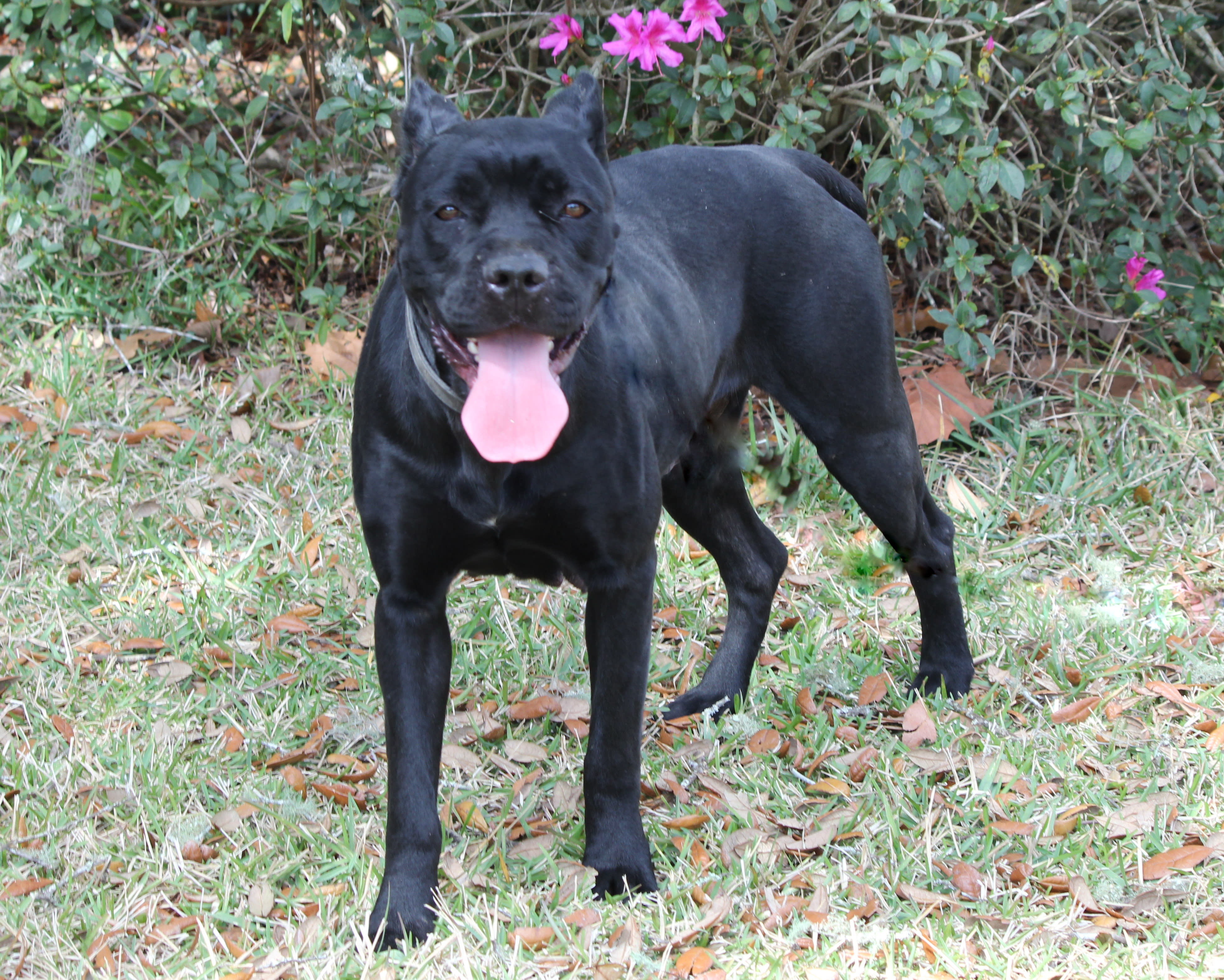 The Cane Corso Breed: A Great Dog for a Life of Solitude - PetHelpful